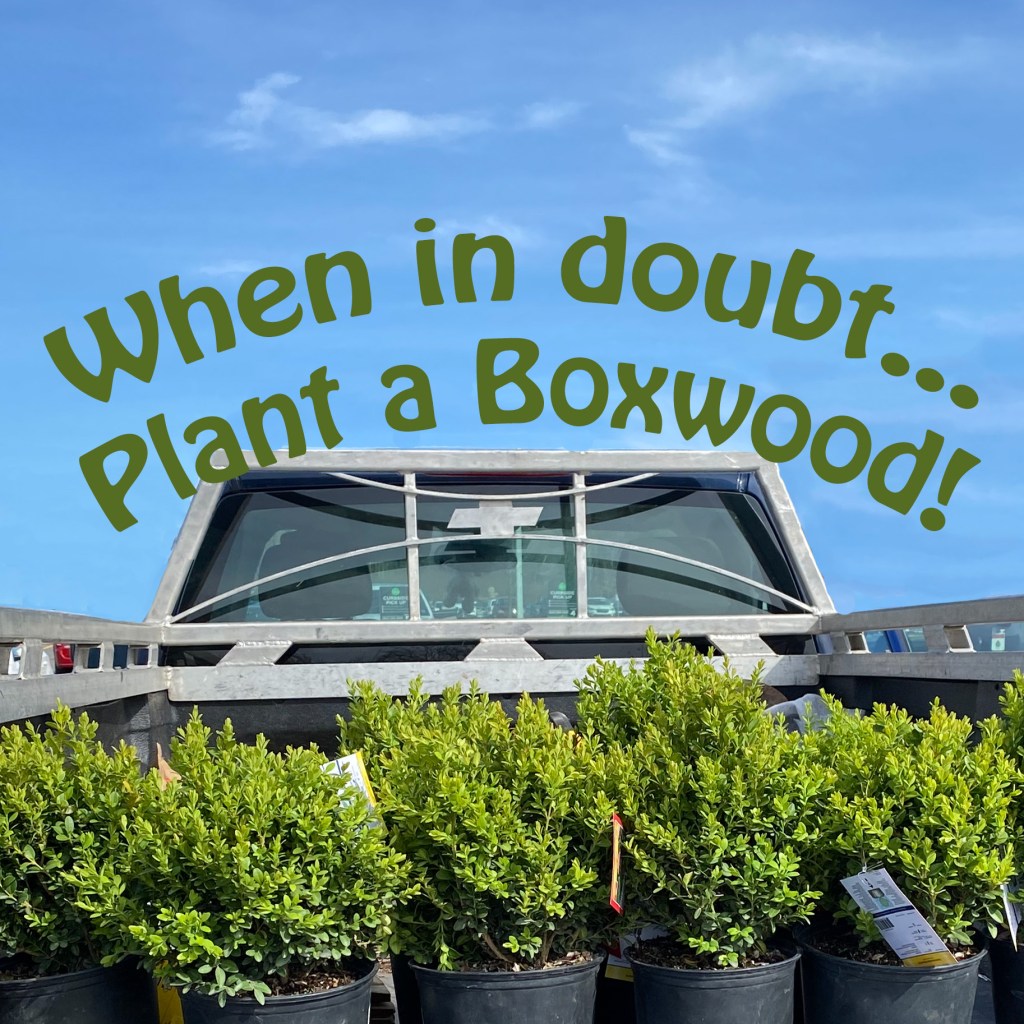 When in doubt  plant a&nbsp;Boxwood!