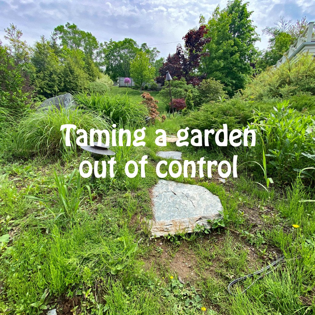 When to pull out all the stops : A garden out of&nbsp;control