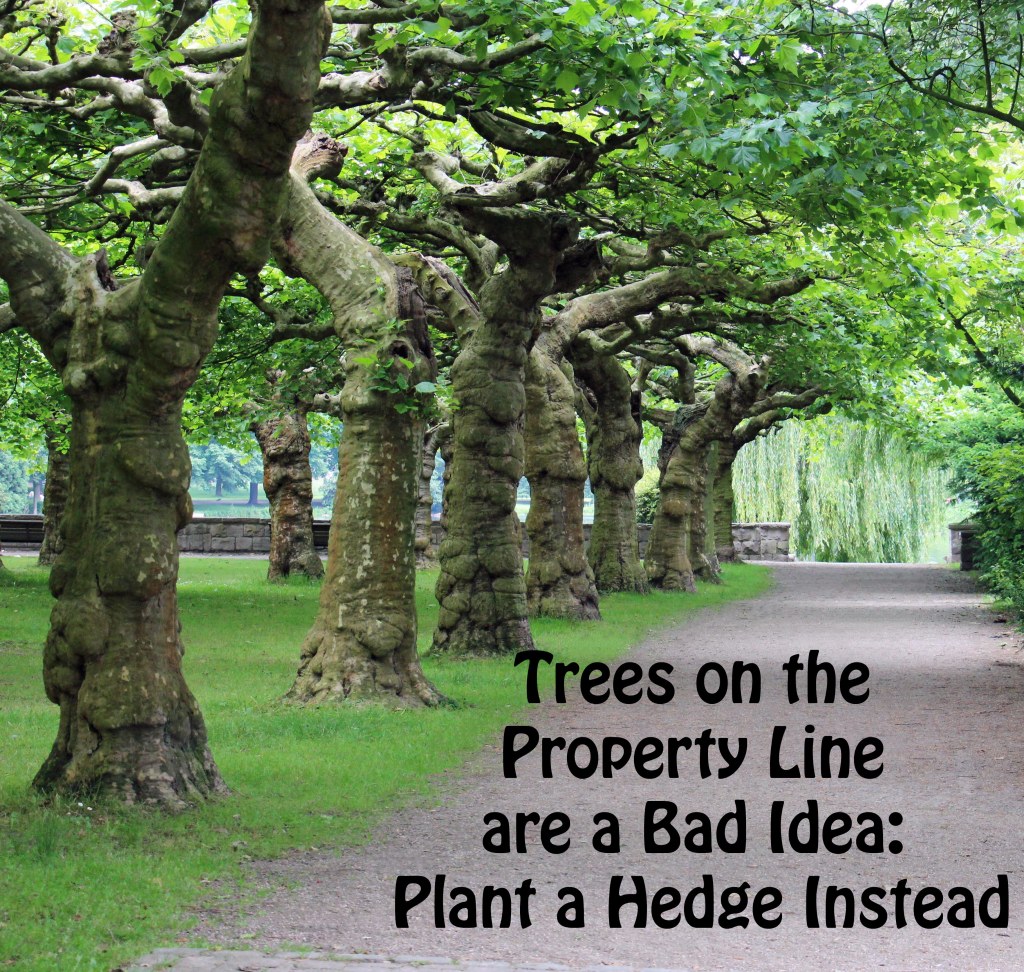 Trees on the Property Line are a Bad Idea: Plant a Hedge Instead