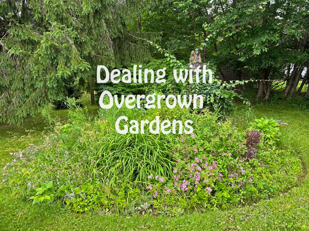 Dealing with Overgrown&nbsp;Gardens